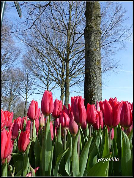 荷蘭 鬱金香花園 庫肯霍夫 Keukenhof, Netherlands