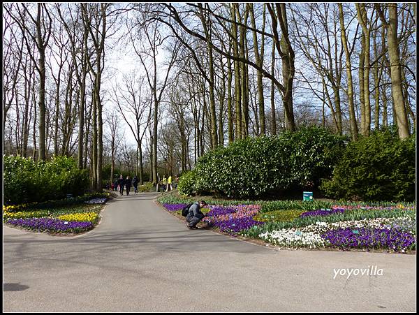 荷蘭 鬱金香花園 庫肯霍夫 Keukenhof, Netherlands