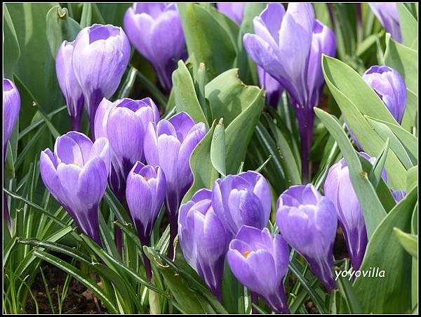 荷蘭 鬱金香花園 庫肯霍夫 Keukenhof, Netherlands