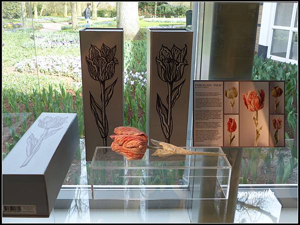 荷蘭 鬱金香花園 庫肯霍夫 Keukenhof, Netherlands