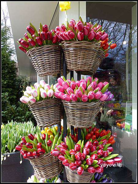 荷蘭 鬱金香花園 庫肯霍夫 Keukenhof, Netherlands