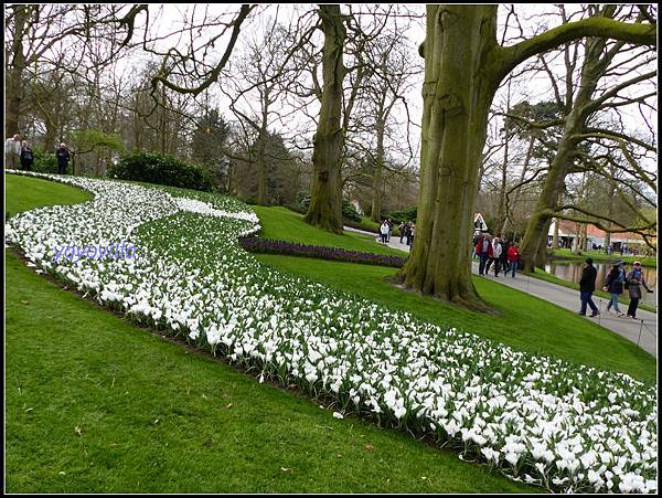 荷蘭 鬱金香花園 庫肯霍夫 Keukenhof, Netherlands