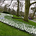 荷蘭 鬱金香花園 庫肯霍夫 Keukenhof, Netherlands