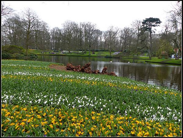 荷蘭 鬱金香花園 庫肯霍夫 Keukenhof, Netherlands 
