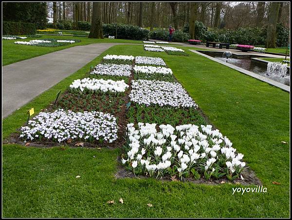 荷蘭 鬱金香花園 庫肯霍夫 Keukenhof, Netherlands 