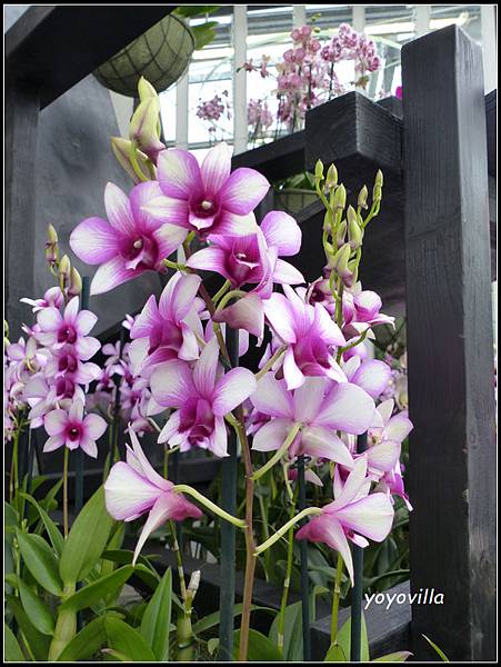 荷蘭 鬱金香花園 庫肯霍夫 Keukenhof, Netherlands 