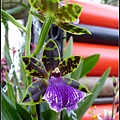 荷蘭 鬱金香花園 庫肯霍夫 Keukenhof, Netherlands 