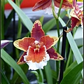 荷蘭 鬱金香花園 庫肯霍夫 Keukenhof, Netherlands 