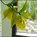 荷蘭 鬱金香花園 庫肯霍夫 Keukenhof, Netherlands 