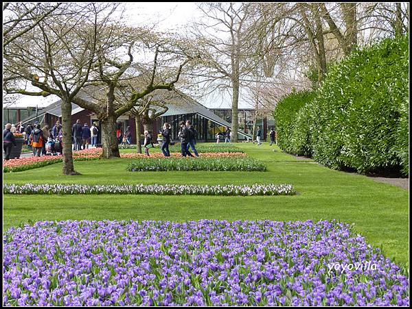 荷蘭 鬱金香花園 庫肯霍夫 Keukenhof, Netherlands 