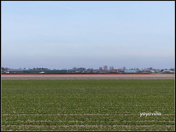 荷蘭 鬱金香花園 庫肯霍夫 Keukenhof, Netherlands 