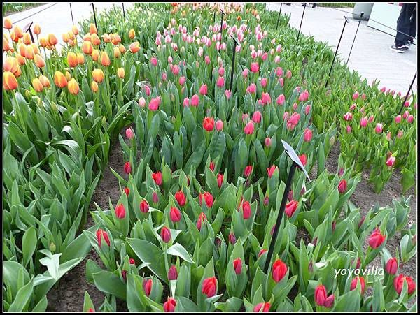 荷蘭 鬱金香花園 庫肯霍夫 Keukenhof, Netherlands 