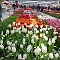 荷蘭 鬱金香花園 庫肯霍夫 Keukenhof, Netherlands 