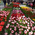 荷蘭 鬱金香花園 庫肯霍夫 Keukenhof, Netherlands 