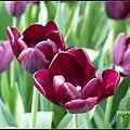 荷蘭 鬱金香花園 庫肯霍夫 Keukenhof, Netherlands 