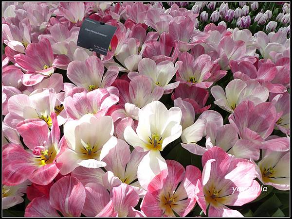 荷蘭 鬱金香花園 庫肯霍夫 Keukenhof, Netherlands 