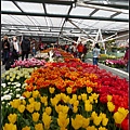 荷蘭 鬱金香花園 庫肯霍夫 Keukenhof, Netherlands 