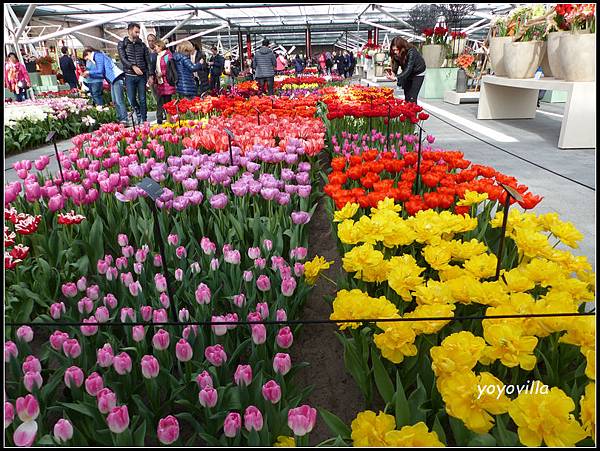 荷蘭 鬱金香花園 庫肯霍夫 Keukenhof, Netherlands 