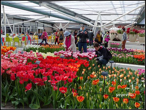 荷蘭 鬱金香花園 庫肯霍夫 Keukenhof, Netherlands 