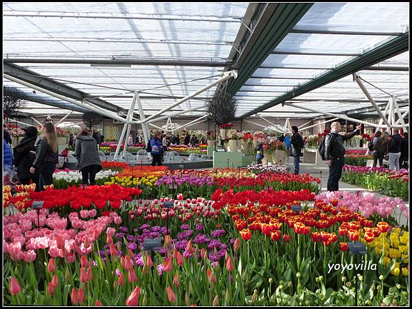 荷蘭 鬱金香花園 庫肯霍夫 Keukenhof, Netherlands 