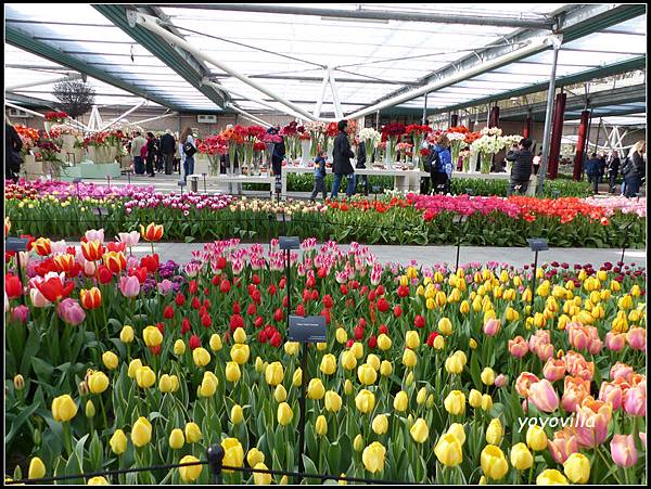 荷蘭 鬱金香花園 庫肯霍夫 Keukenhof, Netherlands 