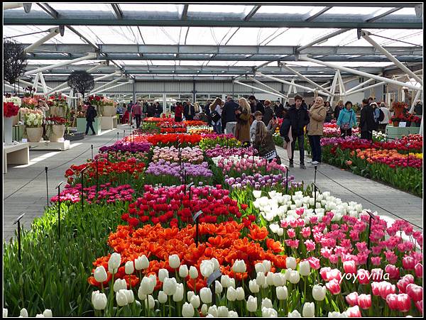 荷蘭 鬱金香花園 庫肯霍夫 Keukenhof, Netherlands 