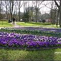 荷蘭 鬱金香花園 庫肯霍夫 Keukenhof, Netherlands 