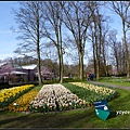 荷蘭 鬱金香花園 庫肯霍夫 Keukenhof, Netherlands 