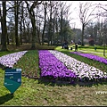 荷蘭 鬱金香花園 庫肯霍夫 Keukenhof, Netherlands 