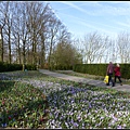 荷蘭 鬱金香花園 庫肯霍夫 Keukenhof, Netherlands 