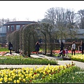 荷蘭 鬱金香花園 庫肯霍夫 Keukenhof, Netherlands 