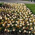 荷蘭 鬱金香花園 庫肯霍夫 Keukenhof, Netherlands 