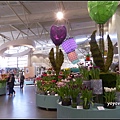 荷蘭 鬱金香花園 庫肯霍夫 Keukenhof, Netherlands 