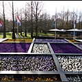 荷蘭 鬱金香花園 庫肯霍夫 Keukenhof, Netherlands 