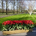 荷蘭 鬱金香花園 庫肯霍夫 Keukenhof, Netherlands 