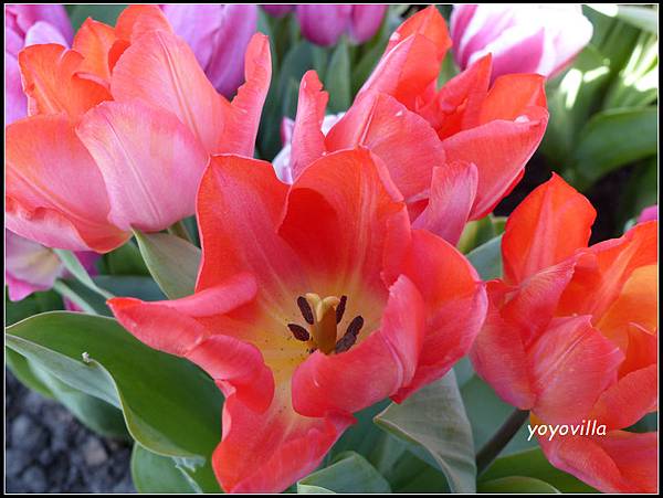 荷蘭 鬱金香花園 庫肯霍夫 Keukenhof, Netherlands 