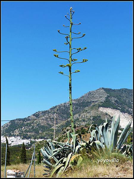 西班牙 米哈斯 Mijas, Spain 