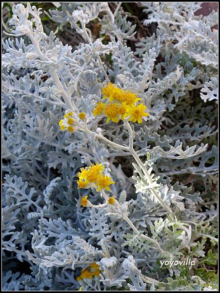 西班牙 米哈斯 Mijas, Spain 