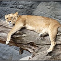 德國 漢堡 哈根貝克動物園 Tierpark Hagenbeck, Hamburg, Deutschland