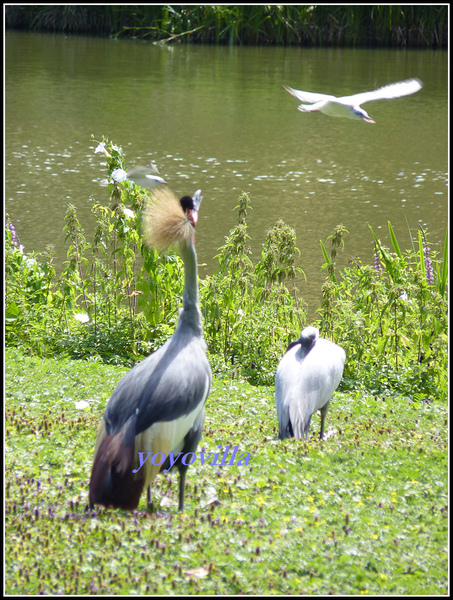 德國 漢堡 哈根貝克動物園 Tierpark Hagenbeck, Hamburg, Deutchland