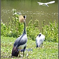 德國 漢堡 哈根貝克動物園 Tierpark Hagenbeck, Hamburg, Deutschland