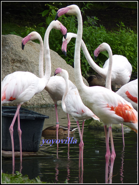 德國 漢堡 哈根貝克動物園 Tierpark Hagenbeck, Hamburg, Deutchland