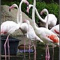 德國 漢堡 哈根貝克動物園 Tierpark Hagenbeck, Hamburg, Deutschland