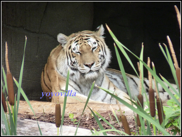 德國 漢堡 哈根貝克動物園 Tierpark Hagenbeck, Hamburg, Deutschland