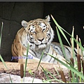 德國 漢堡 哈根貝克動物園 Tierpark Hagenbeck, Hamburg, Deutschland