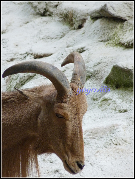 德國 漢堡 哈根貝克動物園 Tierpark Hagenbeck, Hamburg, Deutschland