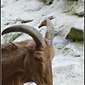 德國 漢堡 哈根貝克動物園 Tierpark Hagenbeck, Hamburg, Deutschland