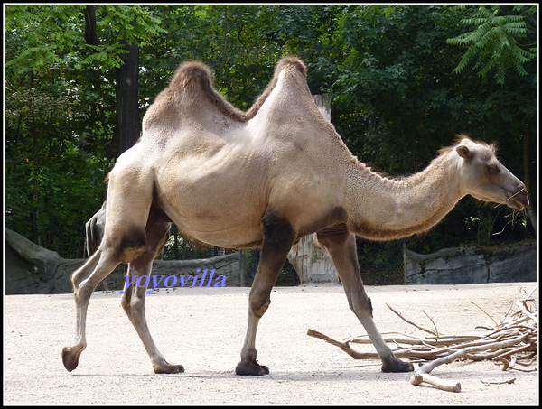 德國 漢堡 哈根貝克動物園 Tierpark Hagenbeck, Hamburg, Deutschland