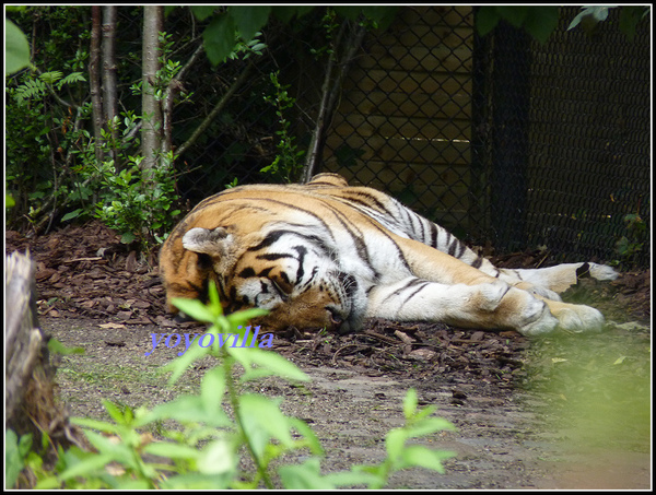 德國 漢堡 哈根貝克動物園 Tierpark Hagenbeck, Hamburg, Deutchland