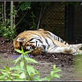 德國 漢堡 哈根貝克動物園 Tierpark Hagenbeck, Hamburg, Deutschland